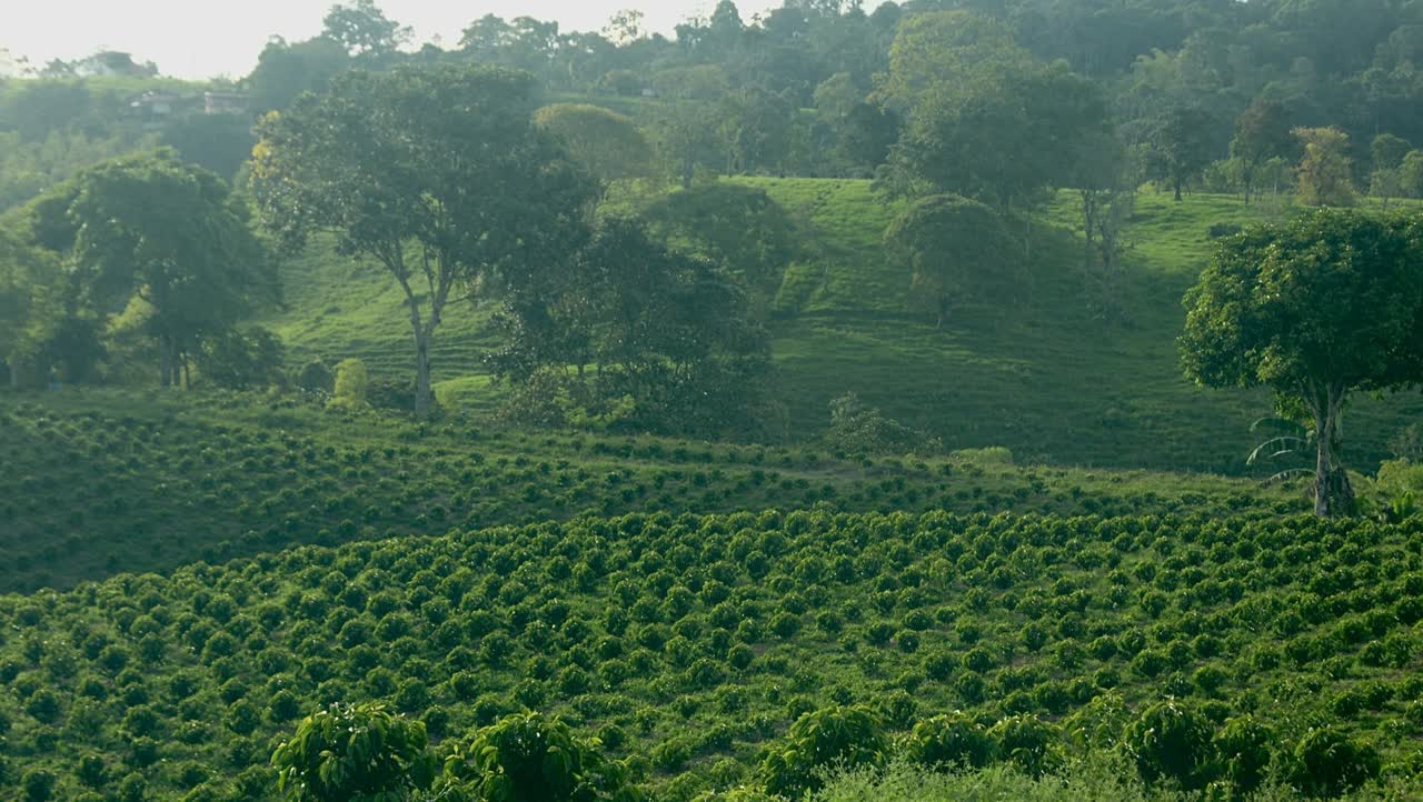 Campos de café colombianos