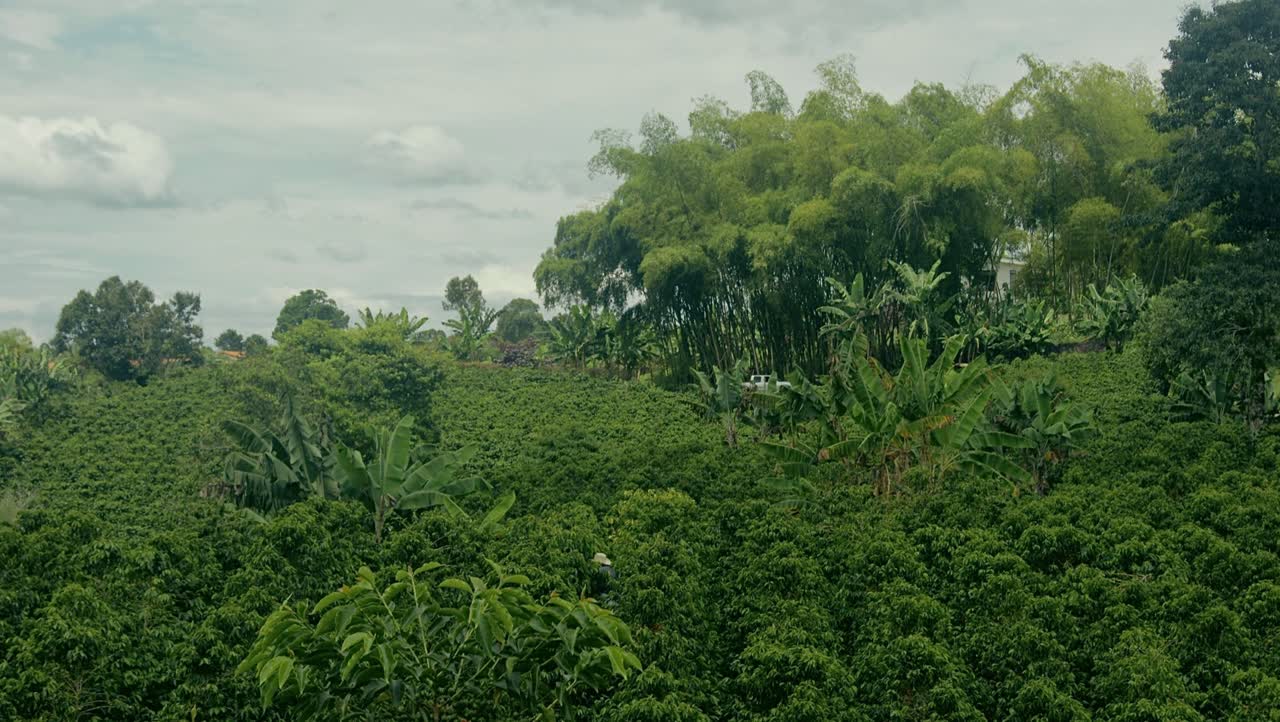 Campos agrícolas colombianos