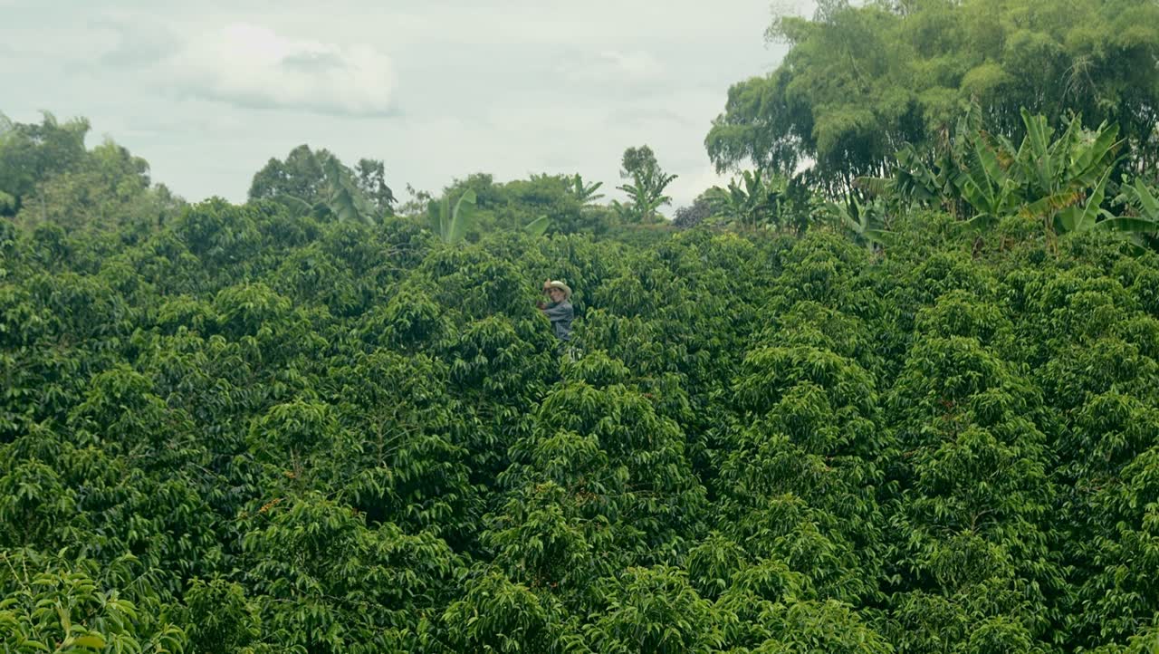 Valle cafetero colombiano