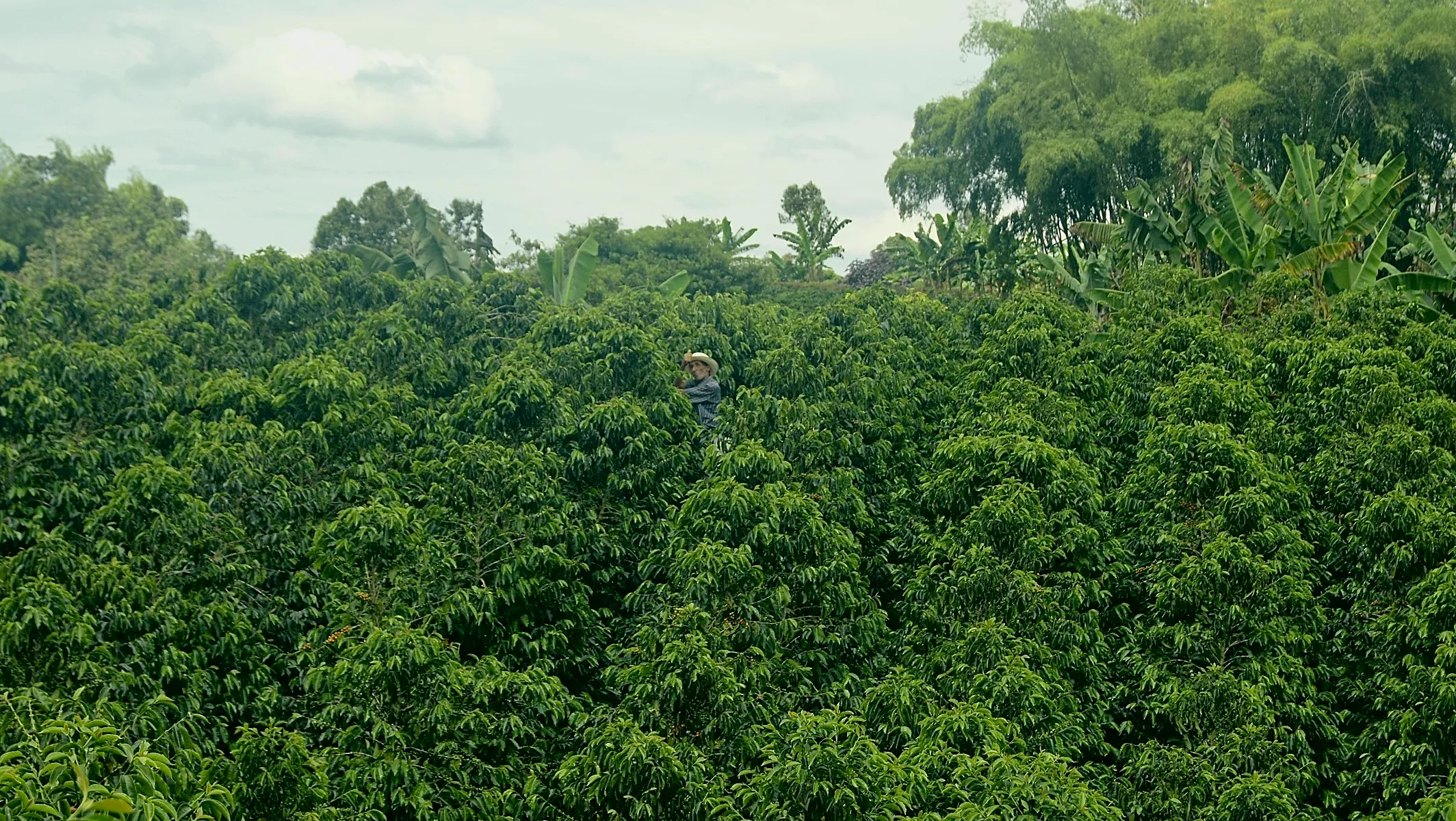 Valle cafetero colombiano