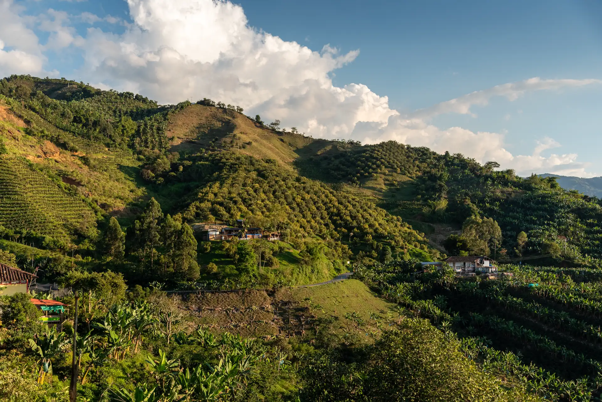Campos agrícolas colombianos